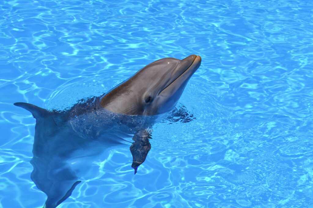 dolphin-poking-head-out-of-pool