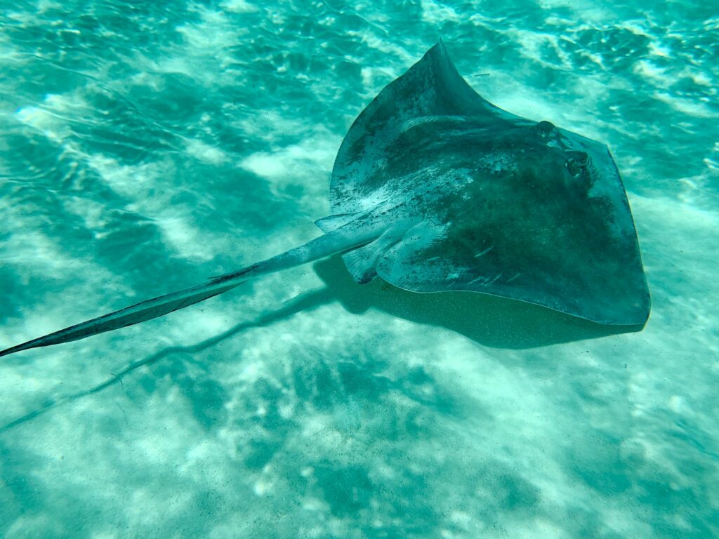 stingray-swimming-close-to-sand