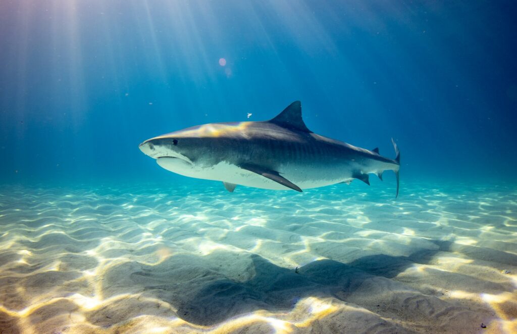 A-shark-swimming-horizontally-alone-underwater-with-its-shadow-reflected-by-the-sun-on-the-sand-underwater