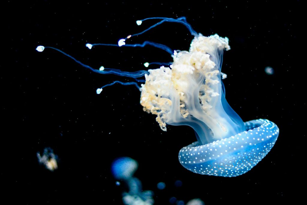 blue-jellyfish-swimmimg-upside-down
